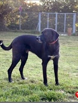 Diago, noch schüchtern - Bückeburg