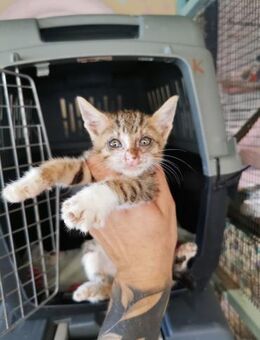 Balu aus dem Tierschutz - Grevenbroich