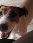 Welpe Jack russel Terrier reinrassig in 32051
