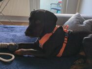 Buddy sucht ein neues Liebesvolles Zuhause - Rostock Lütten Klein