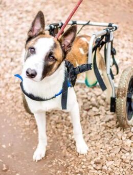 Oskar mit Handicap - Süderholz