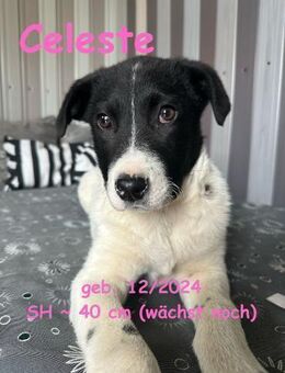 Celeste - die Entdeckerin - Rinteln