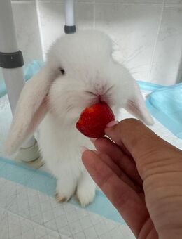 Süßtes Pärchen Kaninchen Mini-Lop - Laatzen Zentrum