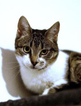 Ariel auf PS Herdecke - Olfen