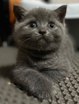Britisch Kurzhaar Kitten - Limbach-Oberfrohna