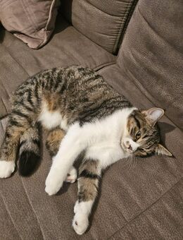 Baby Katze suchen hier ein neues Zuhause - Mainz