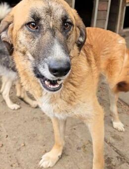 JAMBO ~ toller Familienhund - Duisburg