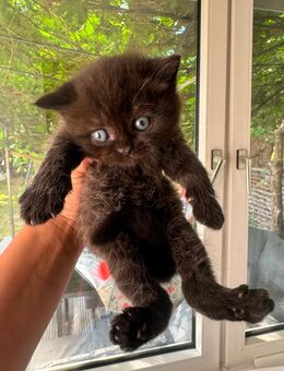 BKH Kitten bereit für ein liebevolles Zuhause - Essen Zentrum