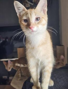 Zuckerschnute Cinnamone - Margetshöchheim