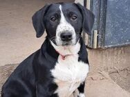 Süßer Leni sucht seine Familie - Weilheim (Oberbayern)