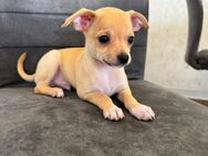 Reinrassige Chihuahua Welpen - Buseck