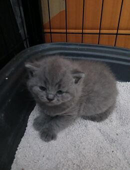 Reinrassig Bkh Kitten. - Wittlich