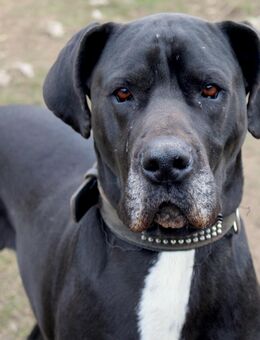 Zarte Dogge sucht neues Zuhause - Templin