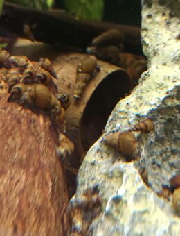 20 Aquarium Schnecken - Mönchengladbach