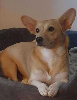 Cherry- mit den besonderen Ohren - Elsdorf (Nordrhein-Westfalen)