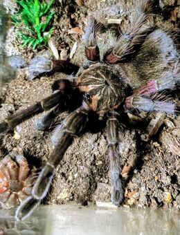 Pamphobeteus spec. machalla - Braunschweig