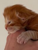 Maine Coon kitten mit Stammbaum in 86316