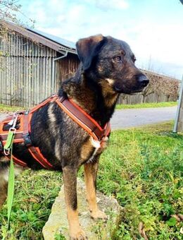 Scooby wartet in 74391 Erligheim! - Mettmann