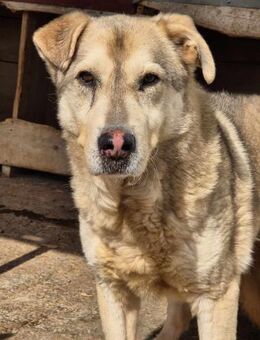 JUSSI braucht dringend einen Gnadenplatz - Neuberg
