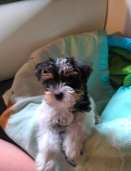 Yorkie Terrier Welpe - Obrigheim (Pfalz)