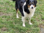 Australien shepherd Border Collie Hündin - Niederzier