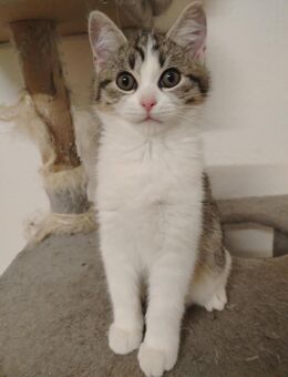 Sibirische-Waldkatze - Heilige Birma-Britisch-Kurzhaar. - Altensteig Zentrum