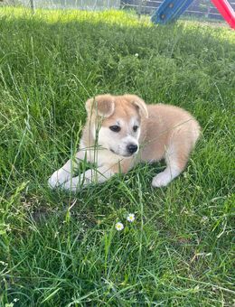 Akita Inu Welpen - Vlotho