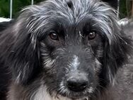 💛 Welpe Strolch sucht Liebe 💛NOTFALL - Eislingen (Fils)