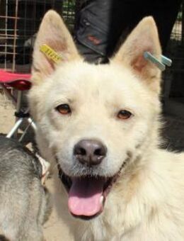 Timmy-neugieriger Rüde 2Jahre- 51cm - Rösrath