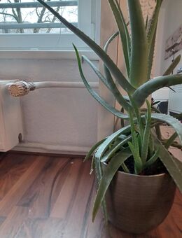 AloeVera Pflanze - Berlin Mitte
