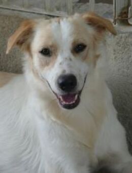 Möchten Sie Cosimo bei sich aufnehmen? - Neuss