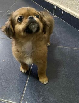 Pekingese abzugeben - Moormerland