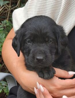 Reinrassiger Labradorwelpe in black tan - Rietz-Neuendorf