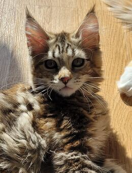 Maine Coon Mädchen - Allensbach