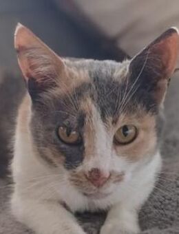 Pardalo, geb. ca. 01/2021, Griechenland - Markdorf