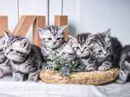 4 BKH-Kitten im Whiskas-Look (Black-Silver-Classic-Tabby) abzugeben - Dresden