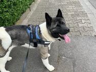 Blindes American Akita Mädchen sucht... - Eppelsheim