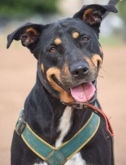 Blue ist sehr anhänglich und so lieb... - Laatzen