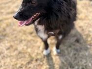 Anja - ganz lieb, menschenbezogen - Blankenheim (Nordrhein-Westfalen)