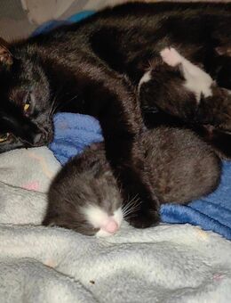🐾 Zuhause gesucht: Vier zuckersüße Katzenbabys ab Mitte September bereit zur Adoption! 🏡 - Friedrichsdorf Zentrum