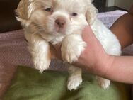 Shih Tzu welpen - Villingen-Schwenningen