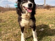 Nora sucht ein neues Zuhause - Blankenheim (Nordrhein-Westfalen)