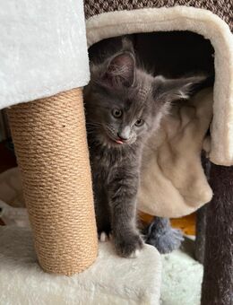 Reinrassige Maine Coon XXXL Cats mit Stammbaum haben am 13.05. Ihr Nachwuchs bekommen. - Bielefeld Zentrum