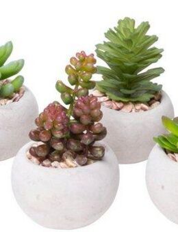 Kunstkaktus Sukkulenten Sukkulente, Botanic-Haus, Höhe 10 cm