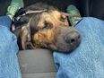 Asher sucht ein neues Zuhause! in 90491