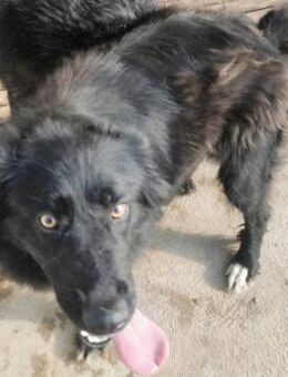 Runa sucht ein liebevolles Zuhause - Blankenheim (Nordrhein-Westfalen)