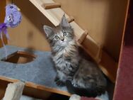 Unsere hübschen Maine Coon suchen ein liebevolles zu Hause. - Marktleugast