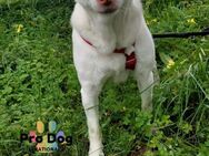 Albino sucht sein Glück - Talkau