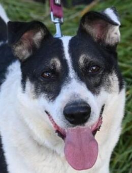 MISCHO musste an der Kette leiden - Gefrees