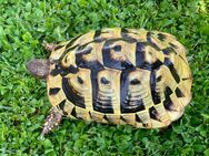 Griechische Landschildkröten 12 und 14 Jahre alt, weiblich Eierlegend - Wiggensbach